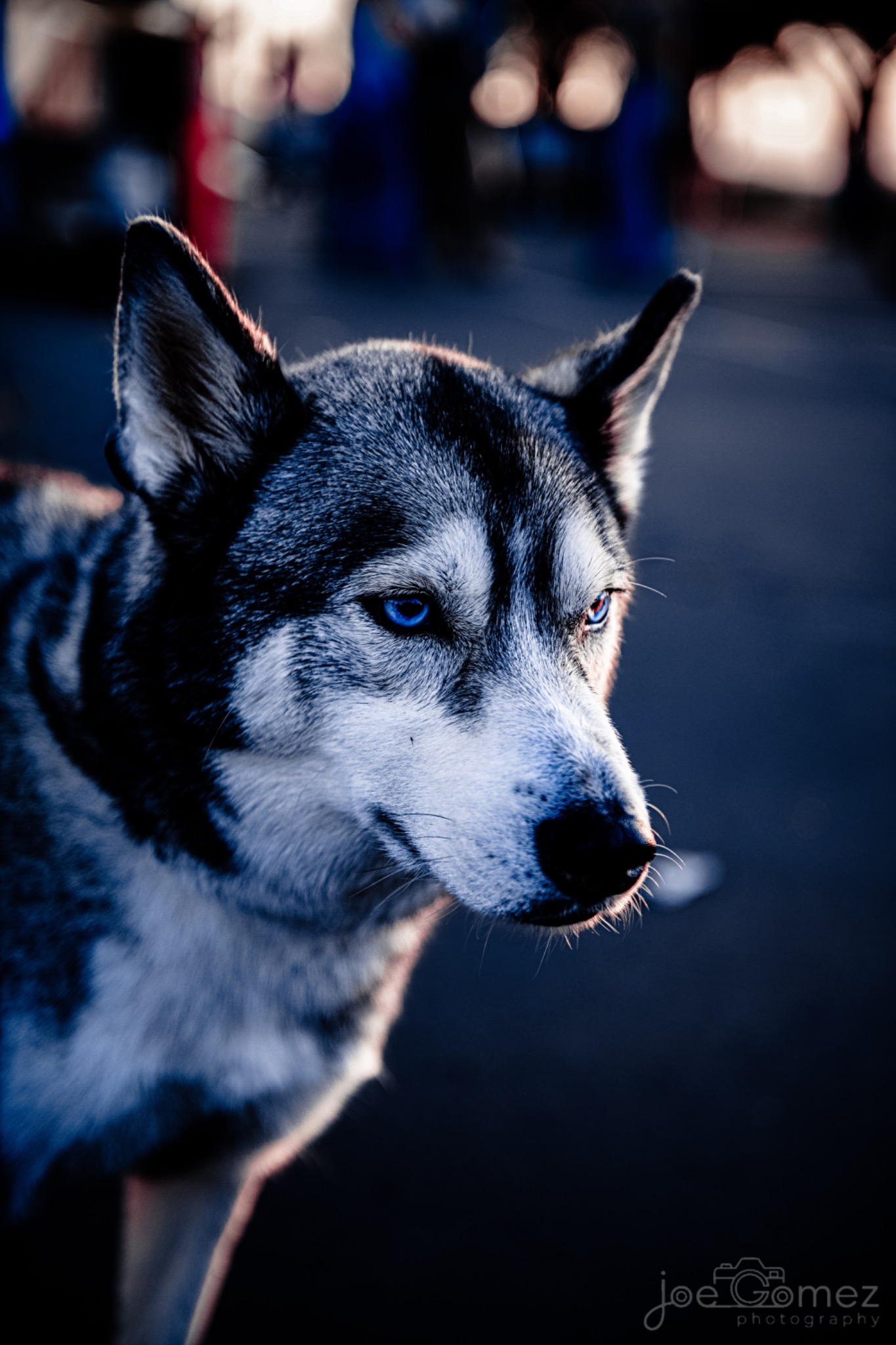 Husky in profile with blue eyes and soft light on its fur