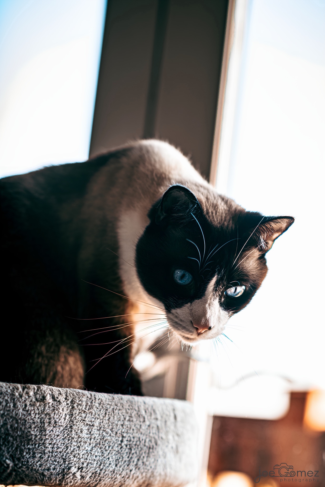 Siamese cat leaning into soft light beside a window