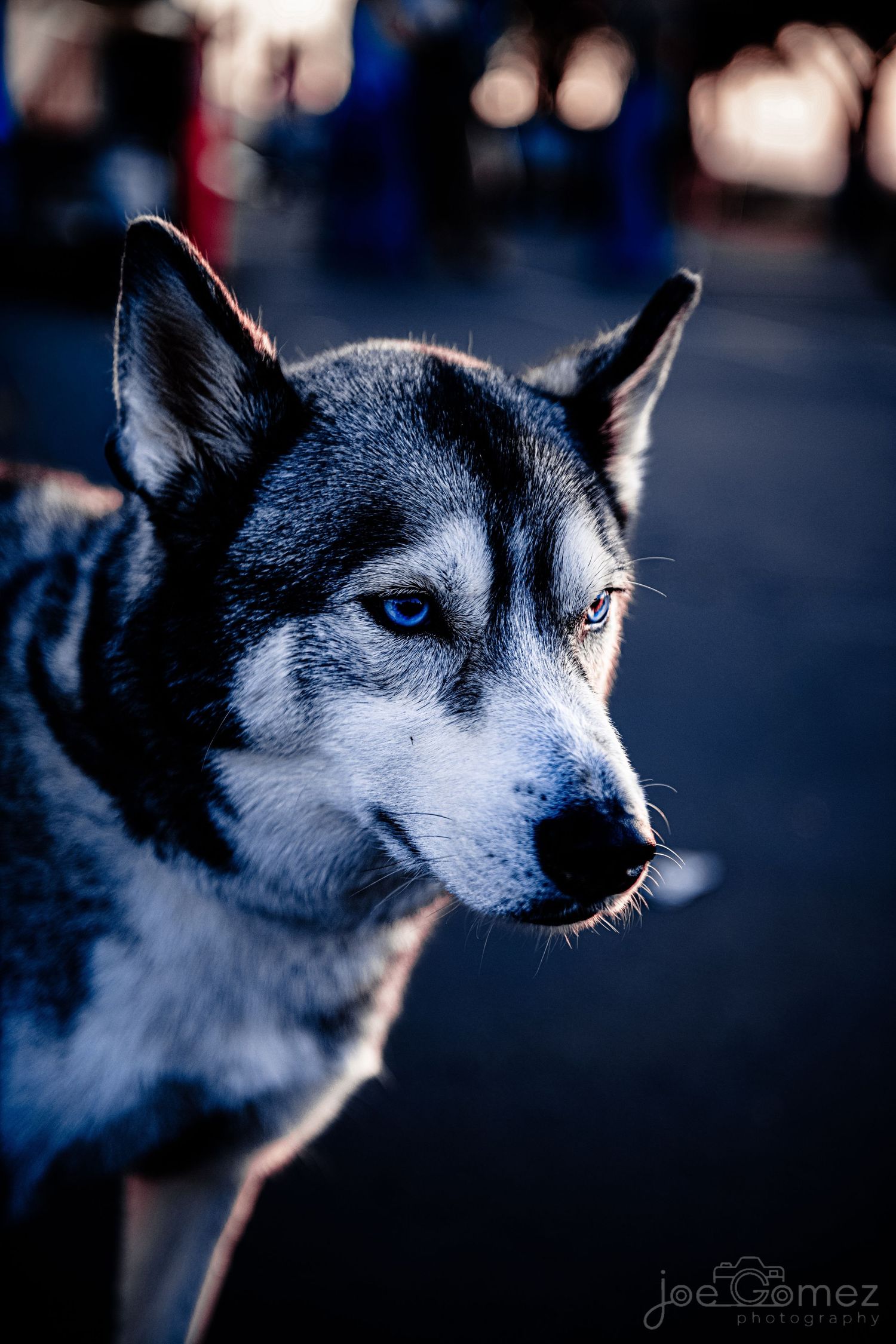 Cinematic blue-eyed husky portrait with dramatic background separation in Southern California.