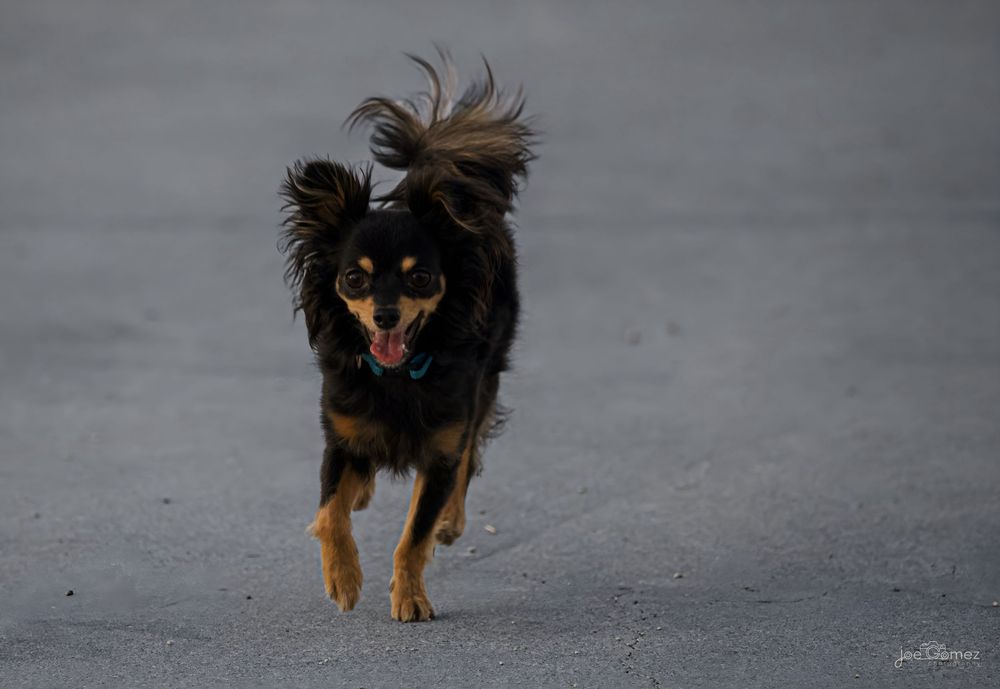 Small long-haired dog running toward the camera during an outdoor pet photography session.