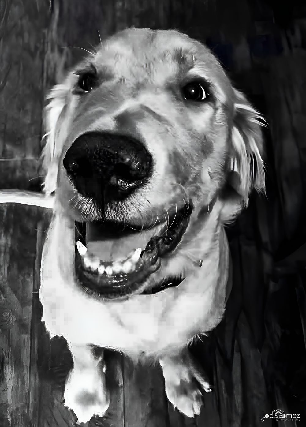 Playful close-up portrait of a smiling dog with expressive eyes and wide-angle perspective.