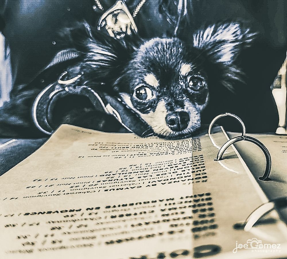 Black-and-white Chihuahua portrait beside reading glasses and sheet music, photographed by Joe Gomez.