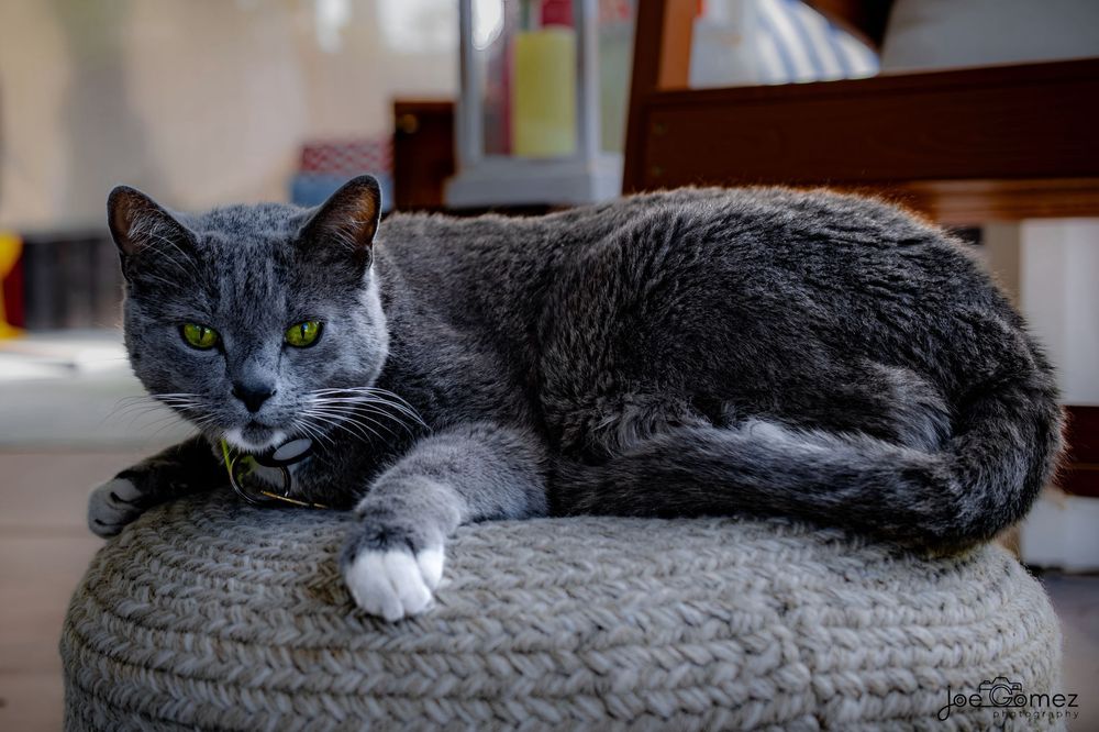 Relaxed gray-and-white cat portrait with vivid green eyes in a familiar home environment.