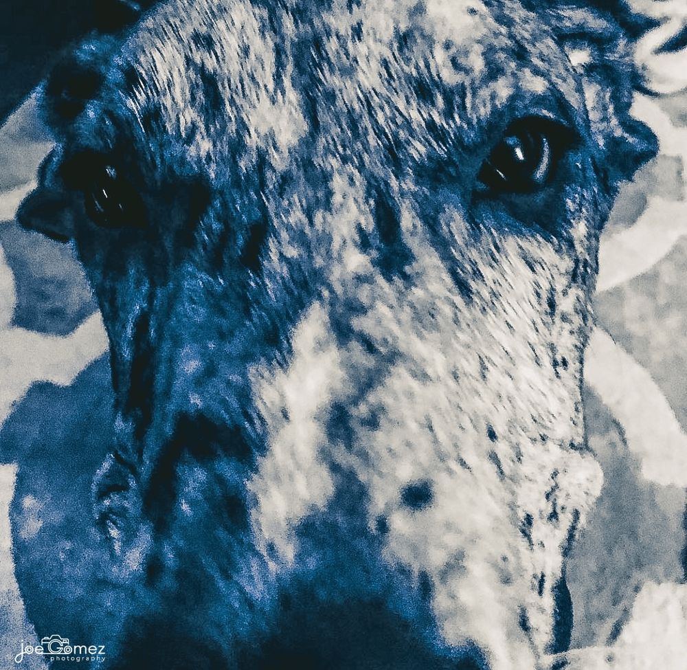 Detailed close-up animal portrait emphasizing texture, eyes, and individual character.