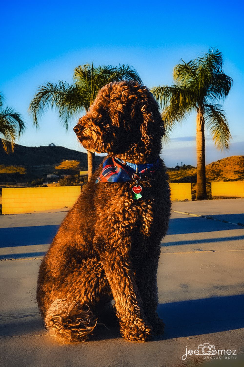 Golden-hour portrait of a curly-coated dog sitting outdoors during a Southern California pet session.